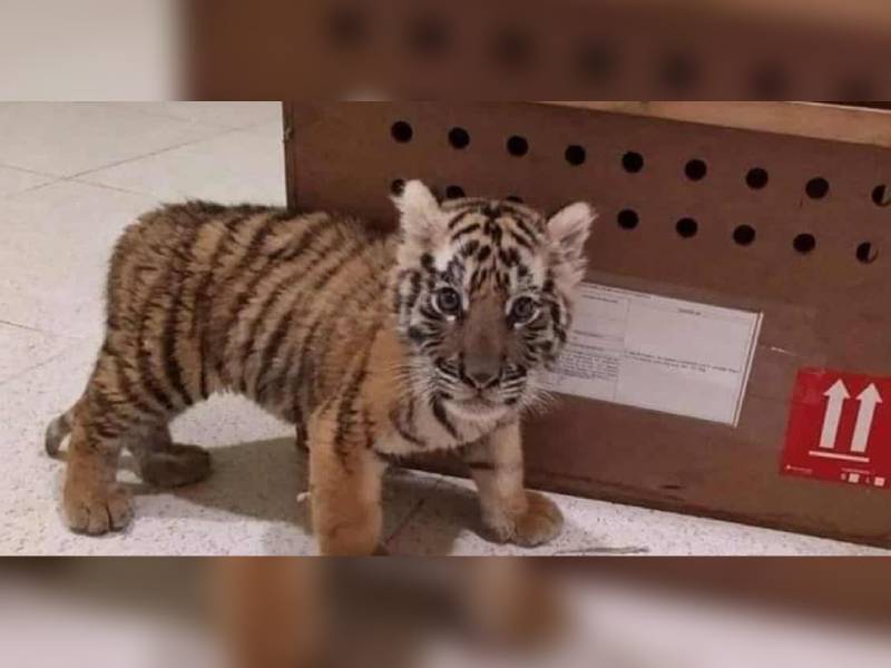 Aseguran cachorro de tigre en aeropuerto de Mérida
