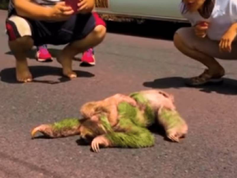perezosa cruza la calle