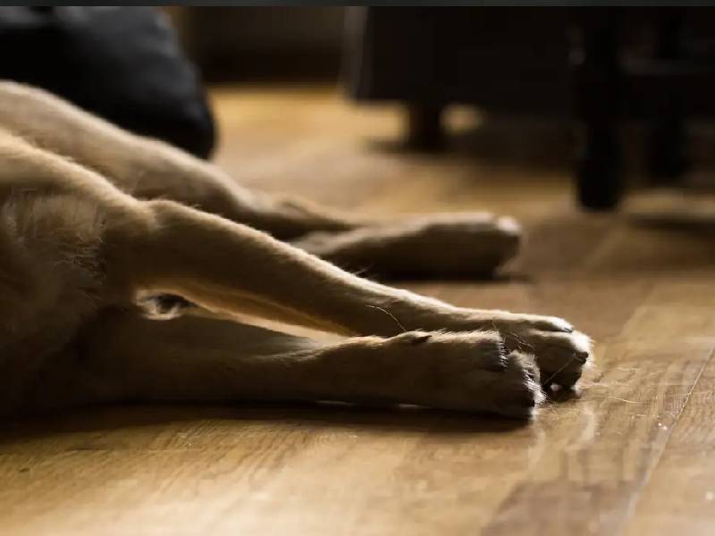 ¡Los perritos no! Extraño virus ataca a caninos