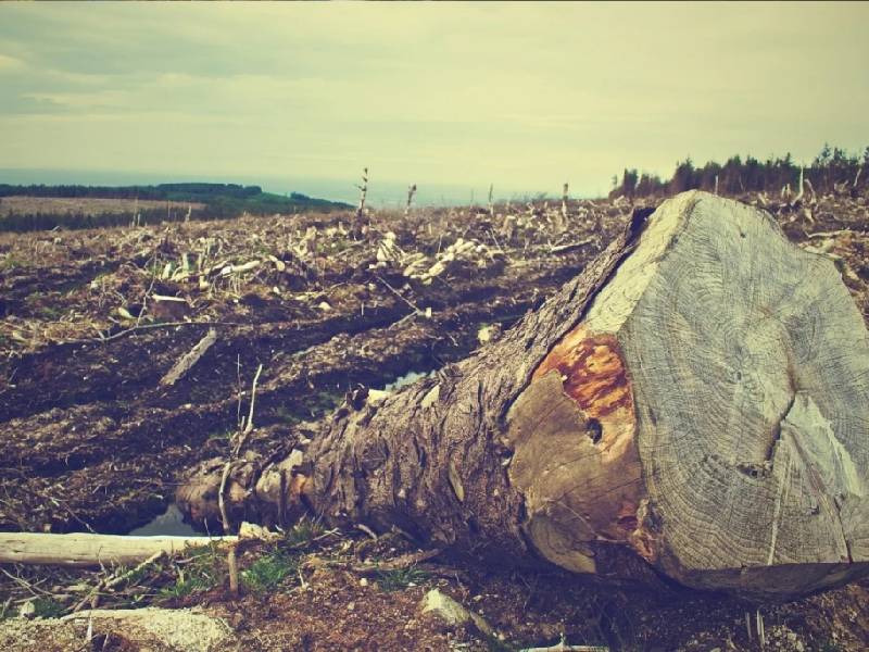 deforestación