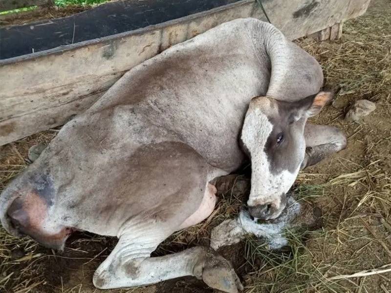 Detectan en la península rabia paralítica bovina