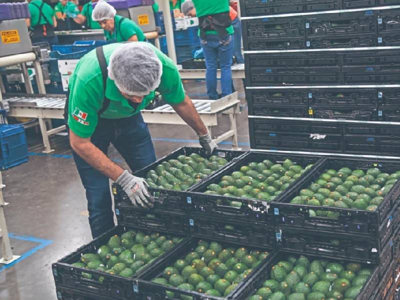 aguacate