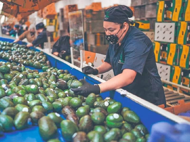 aguacate michoacano en EU