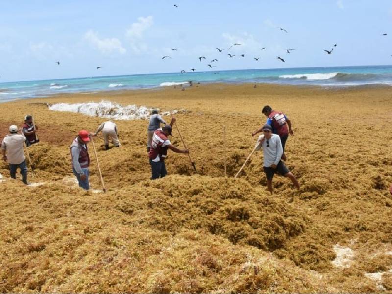 Se han recolectado 175 toneladas de sargazo en loq ue va del año