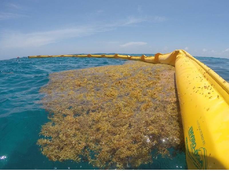 Listas, las barreras antisargazo para Mahahual