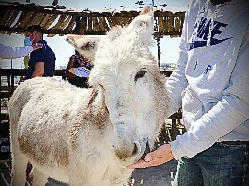 burro