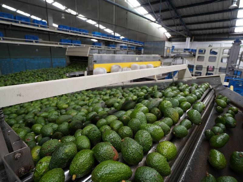 Se restablecen el lunes exportaciones de aguacate a EU