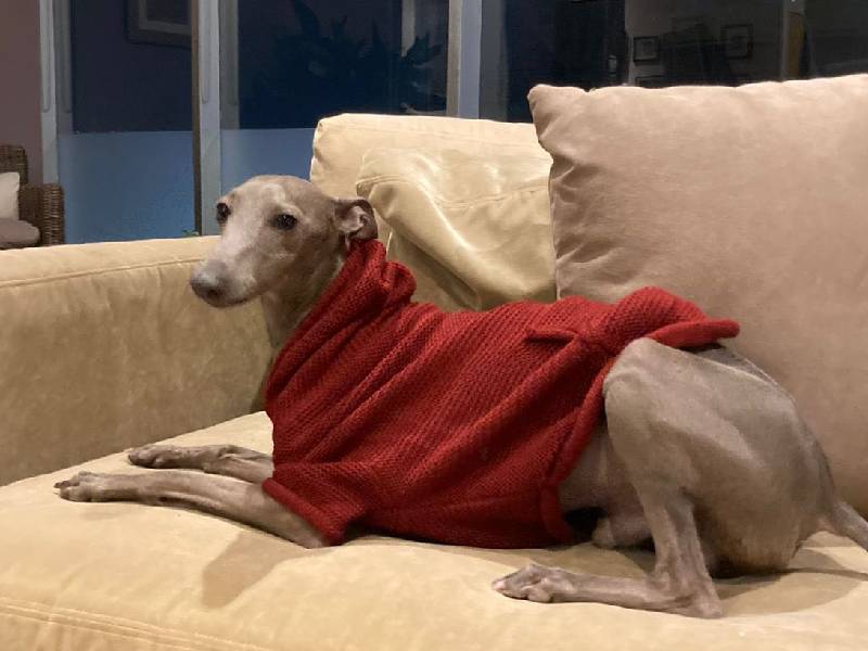 Con conmovedora carta, dueña busca a perrito Tristán; ofrece 20 mil pesos por él