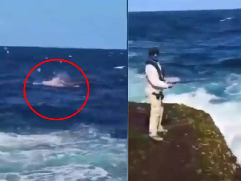 VIDEO. Graban cómo un tiburón blanco devoró a nadador