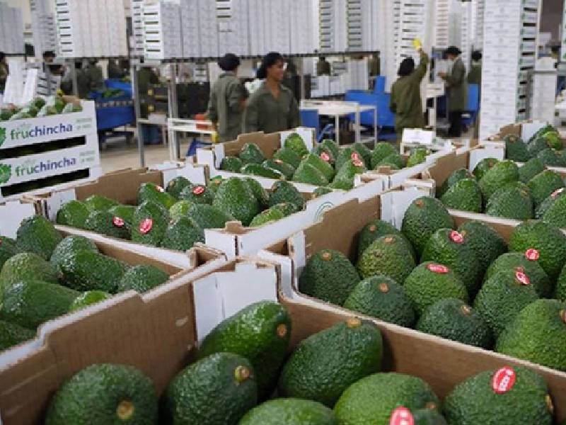 aguacate de michoacan