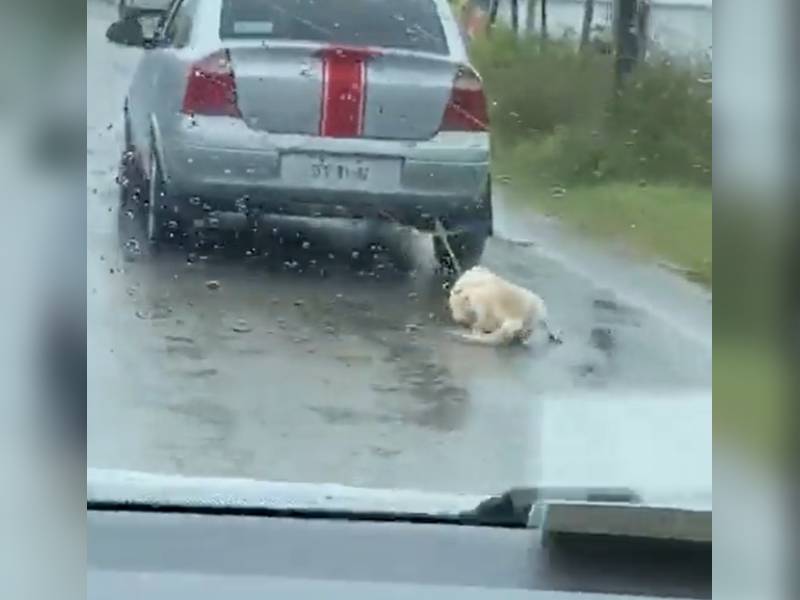 Perrito arrastado