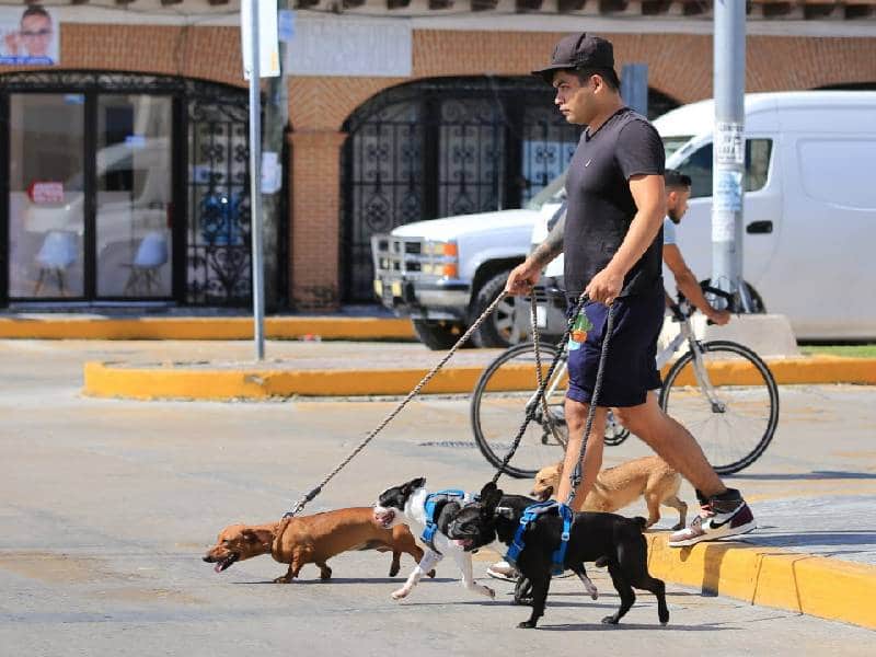 ¡Atención! habrá campaña gratuita de esterilización para perros y gatos