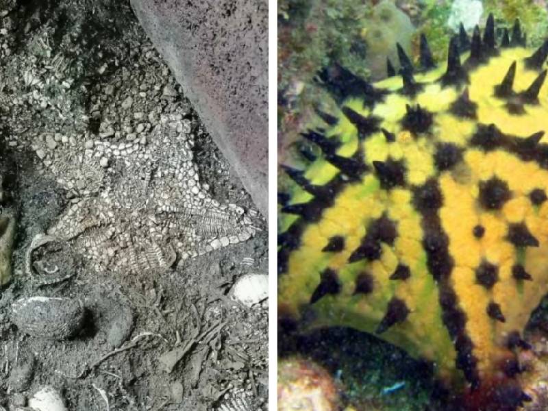 CDMX: Encuentran en Templo Mayor vestigios de una estrella de mar