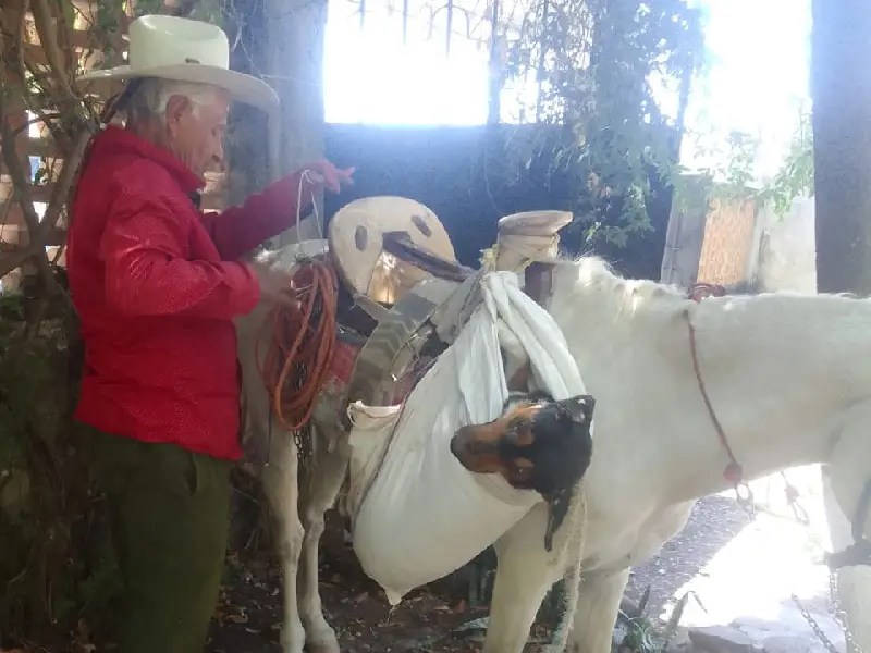 Abuelito lleva a su perrita al veterinario en caballo