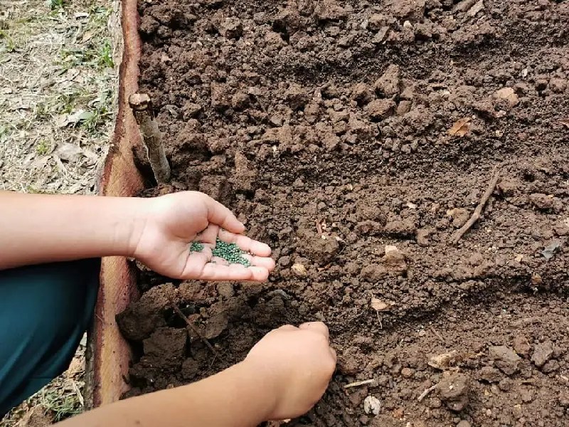 Huertos escolares promueven el autoconsumo y el cuidado del medio ambiente