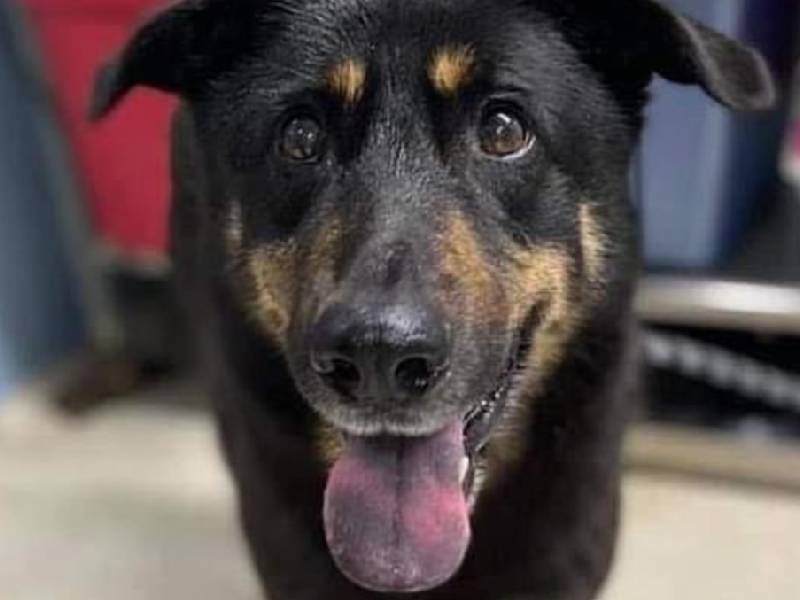 Abandonan a perrito por ÔÇ£ser homosexualÔÇØ