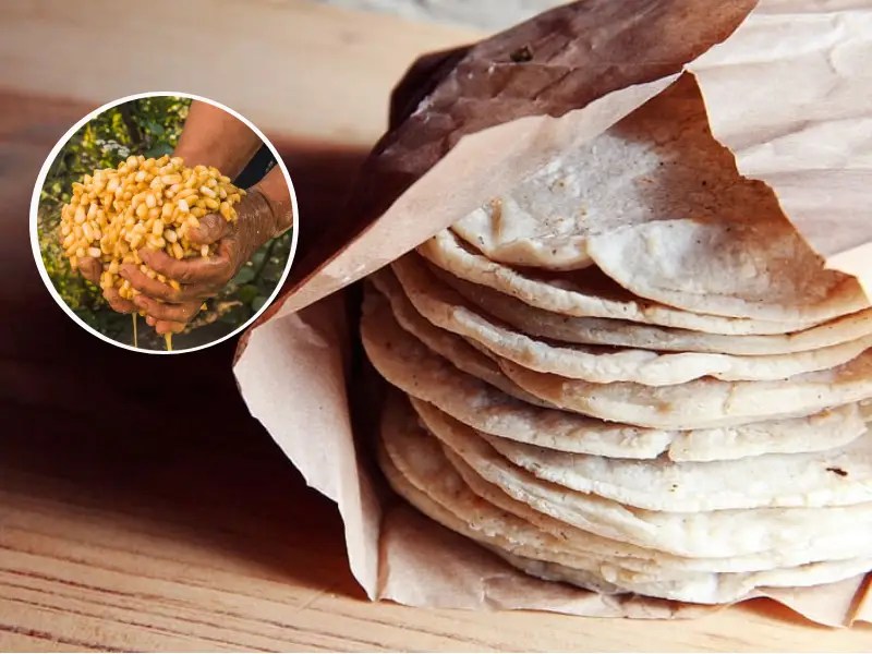 Ofrecen alternativa a la alza del precio en tortillas