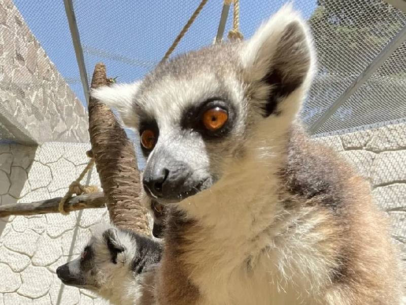 Lémur se le va encima a un niño en un zoológico
