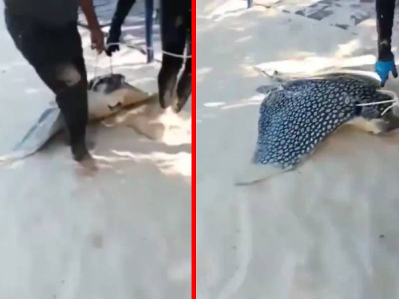 Pescadores capturan y arrastran a una mantarraya en Playa del Carmen