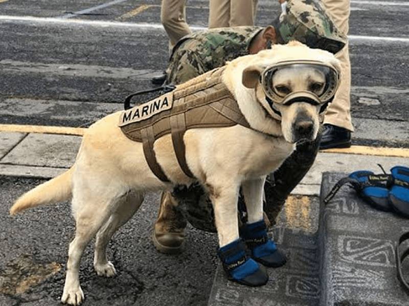 ¡Está viva! Así luce la perrita rescatista Frida, heroína del sismo del 19S