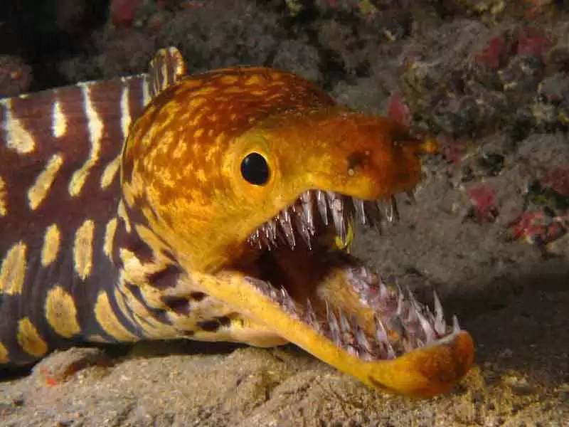 Cierran playas de Nayarit por ataque de peces Morena; van 165 personas mordidas