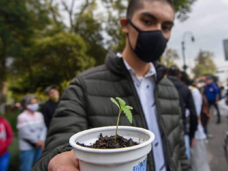 Se analiza permitir el uso de drogas como la marihuana: AMLO