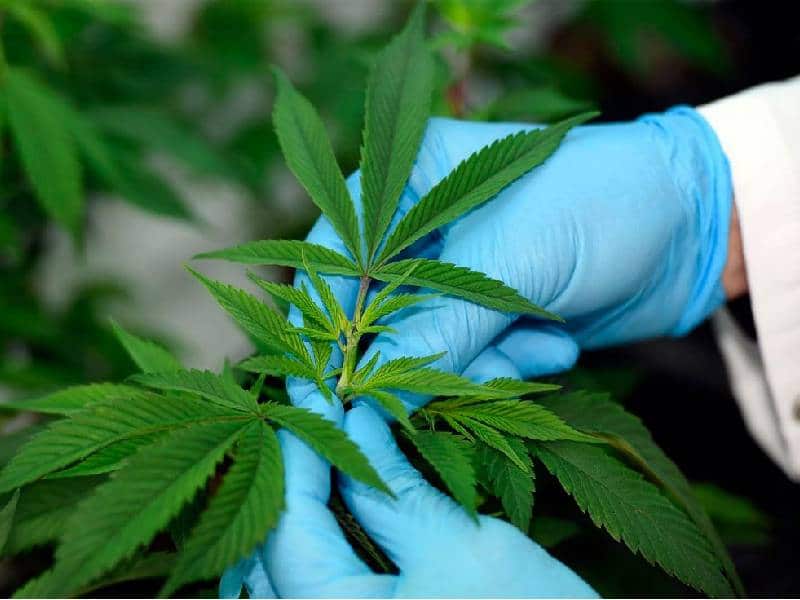 Costa Rica legaliza el uso de cannabis medicinal