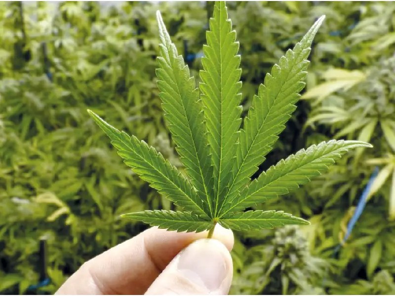 Busca Senado, impulsar economía social con cannabis