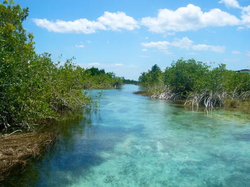 Realizan conferencia para hablar sobre los cuidados al manglar