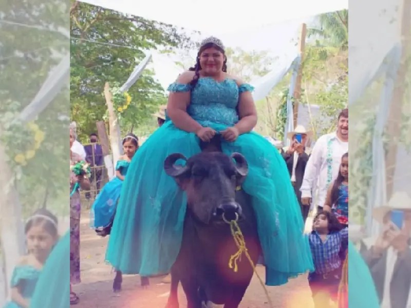 ¡Qué corcel! Quinceañera hace su gran entrada a su fiesta en un búfalo