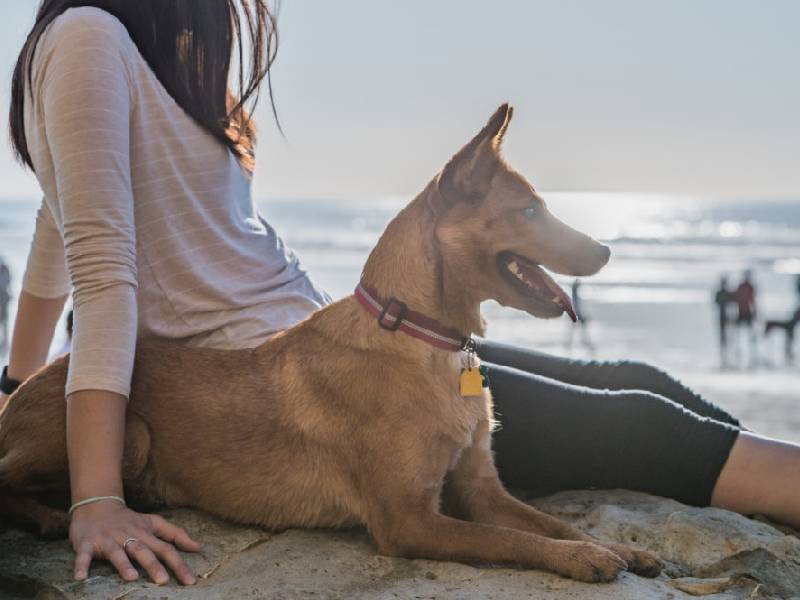 Analizan asegurar mascotas en playas