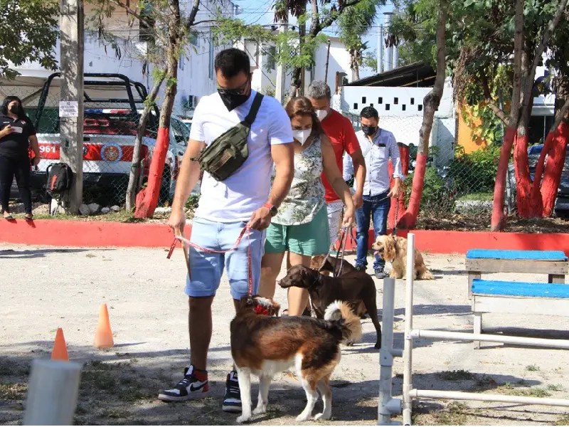 Concluye curso de obediencia básica para binomios caninos