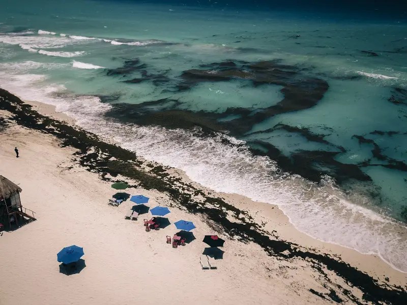 Aumenta presencia de alga en el Caribe