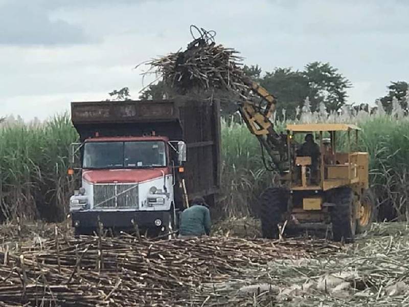 Cañeros confían en lograr una producción histórica de casi dos millones de toneladas