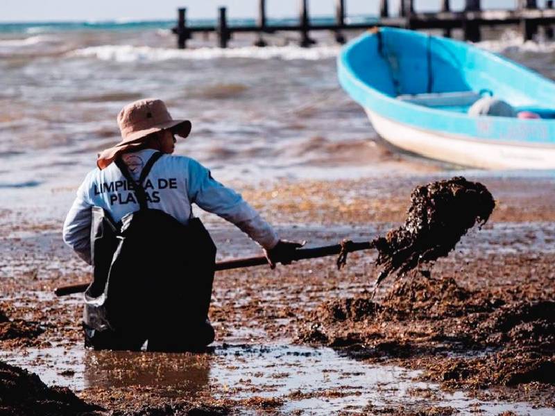 Solidaridad mantiene bolsa de trabajo hasta para 200 personas para recolectar sargazo