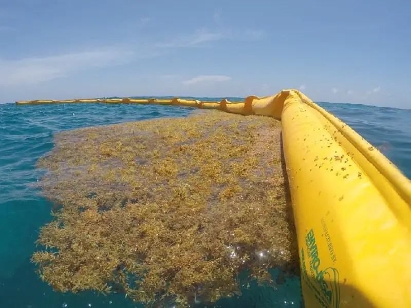 Aun no colocan barreras anti sargazo en el puerto de Mahahual