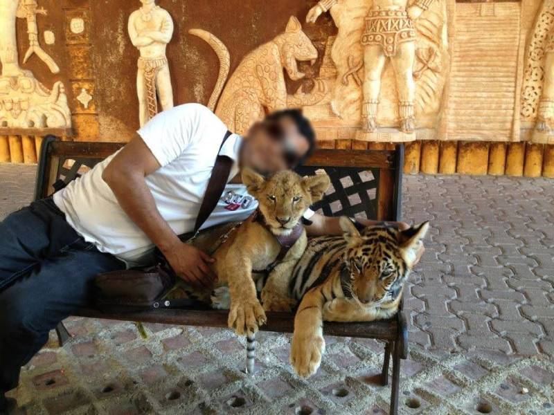Queda prohibida la exhibición de animales silvestres en Quintana Roo