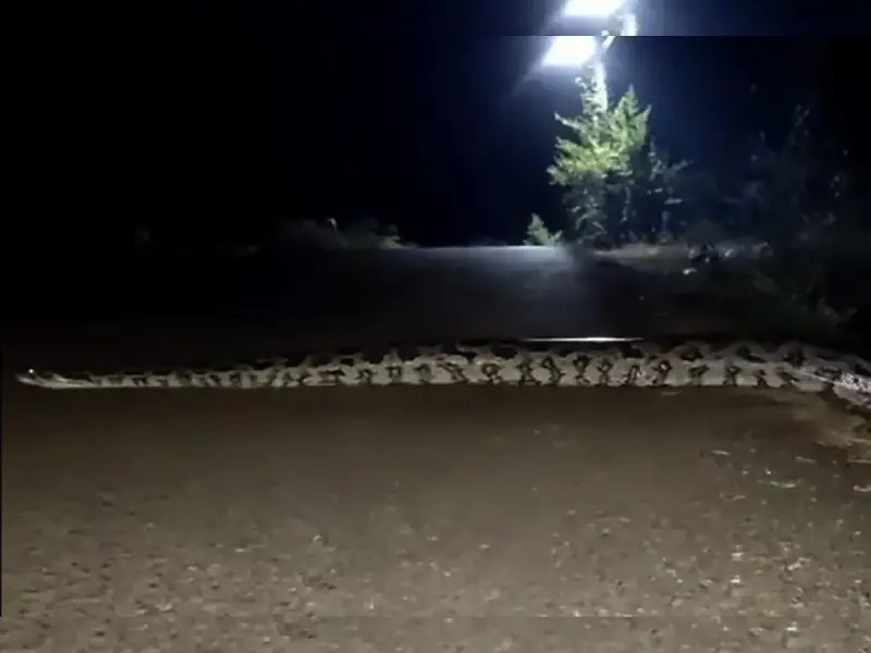VIDEO. Reportan presencia de boa gigante