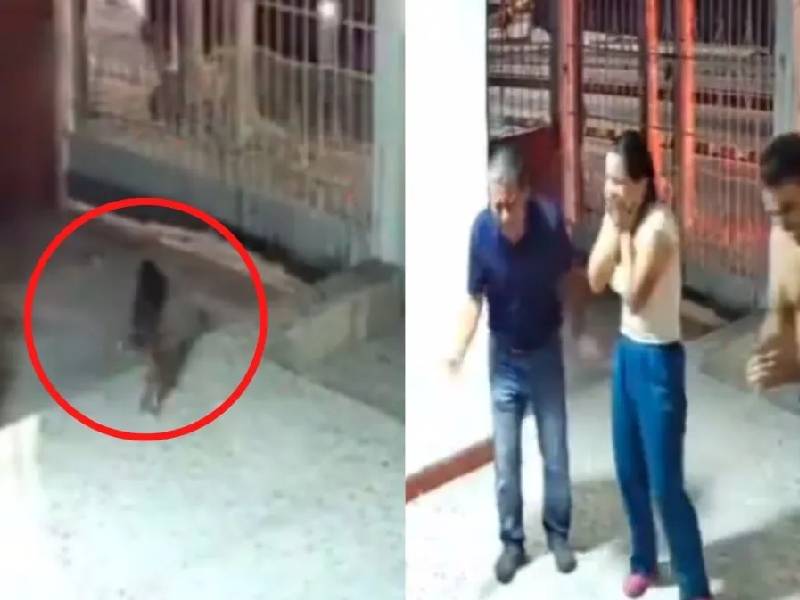 Video: Perrito extraviado vuelve a casaÔÇª su familia lo celebra
