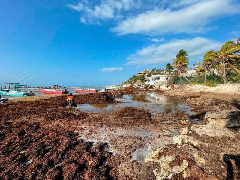Líder empresarial pide a pescadores y operadores náuticos apoyar contra sargazo