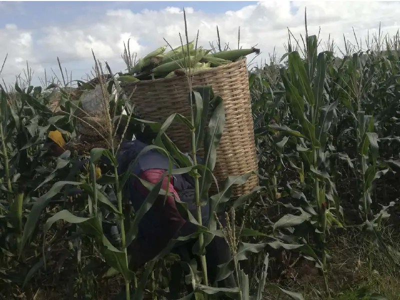 Pretenden incrementar los proyectos de apoyo a los productores del campo