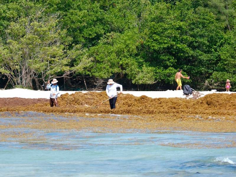El clima no permite instalar la barrera sargacera en Playa del Carmen