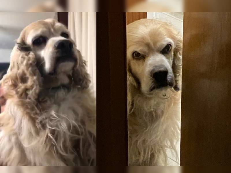 ¿Ni una sonrisita? Perrito se hace viral por su cara de enojado