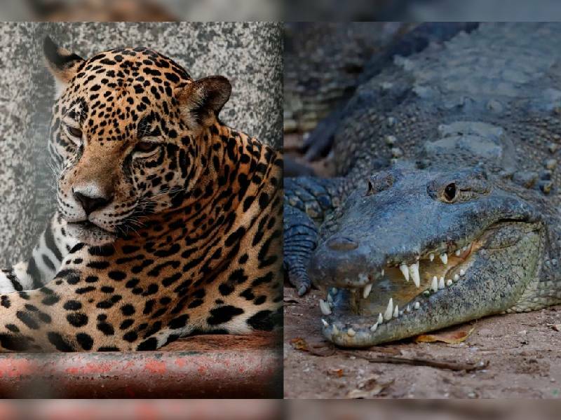 Mercado chino, alcance de cárteles mexicanos en tráfico de vida silvestre