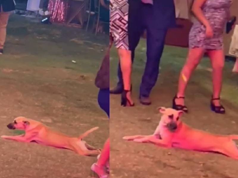 Perrito se arrastra ÔÇ£sigilosoÔÇØ para poder robar comida