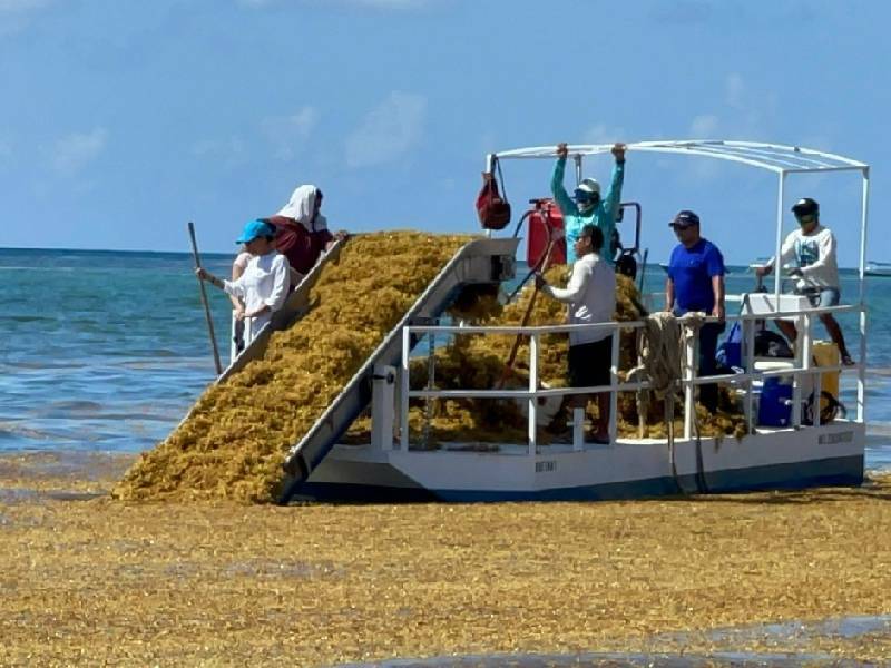 Empresas particulares apoyan recolección de sargazo en Solidaridad