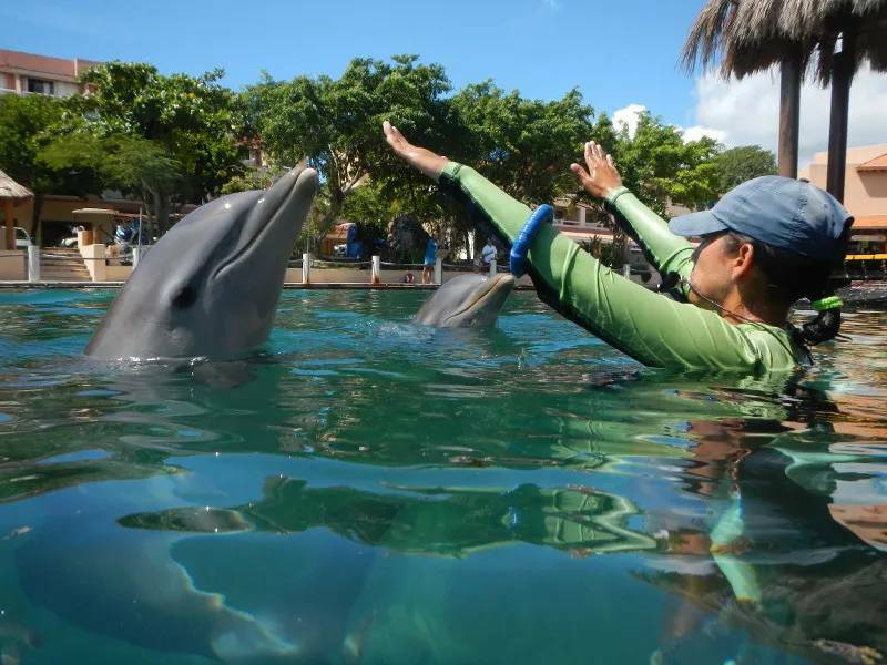 Califican a Dolphin Connection por buen trato animal