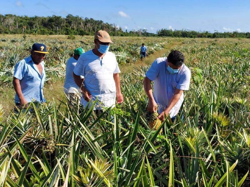 El calor empiezan a causar estragos en la producción del campo