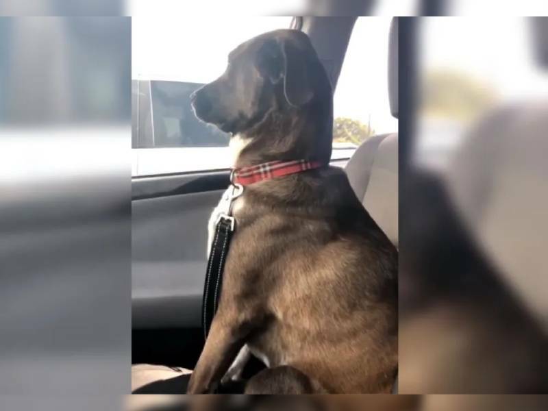 VIDEO. Perrito se enoja con su dueña por engañarlo; la ignora