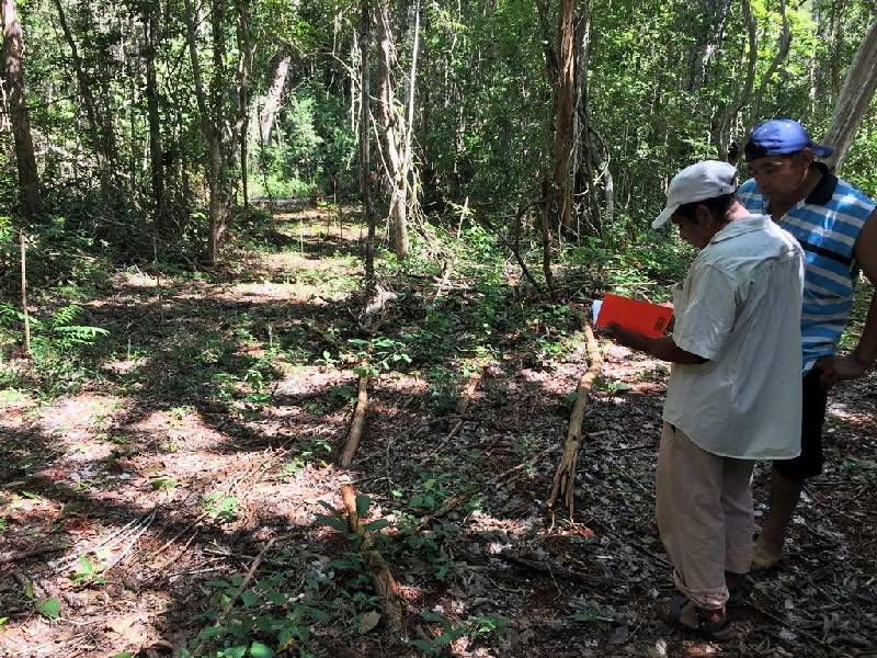Proponen cambio de uso de suelo en 2 mil hectáreas forestales